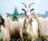 Goats and sheep graze in a field, providing wool for a cozy blanket.