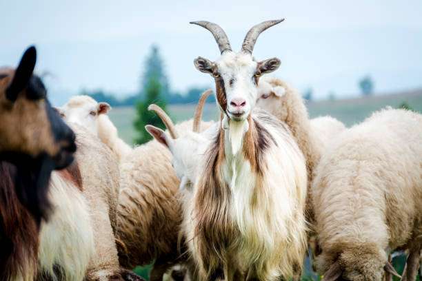 Goats and sheep graze in a field, providing wool for a cozy blanket.