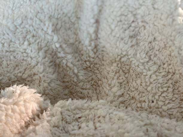 Macro shot of a warm, off-white sherpa fleece blanket texture. Cozy fuzzy blanket.